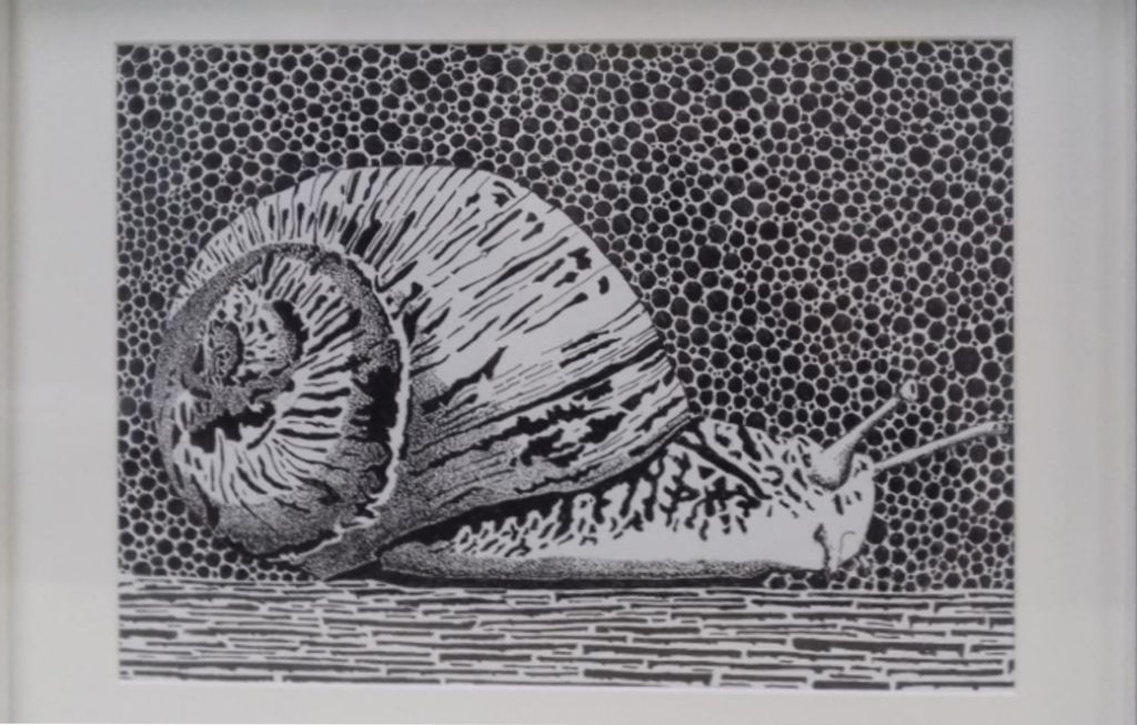 Ślimak – Snail