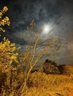 Trzy zdjęcia przedstawiające wilczy i kukurydziany księżyc oraz mrok. Ofiarowane przez artystkę  Katarzynę Ostaszewską o formacie 30,5×45,5 cm.